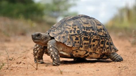 The Ultimate Guide To Various Types Of Tortoise Species In The UK!