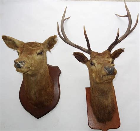 Bonhams : Three red deer stags heads