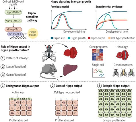 Hippo Signaling Instructs Ectopic But Not Normal Organ Growth Science