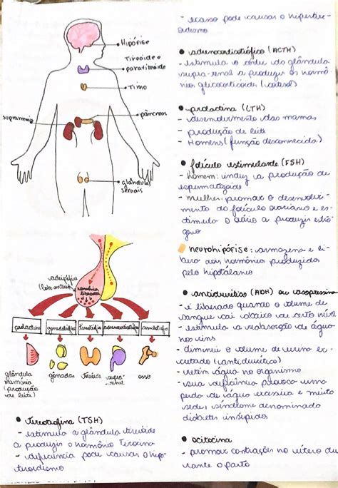 Sistema Endocrino Biologia