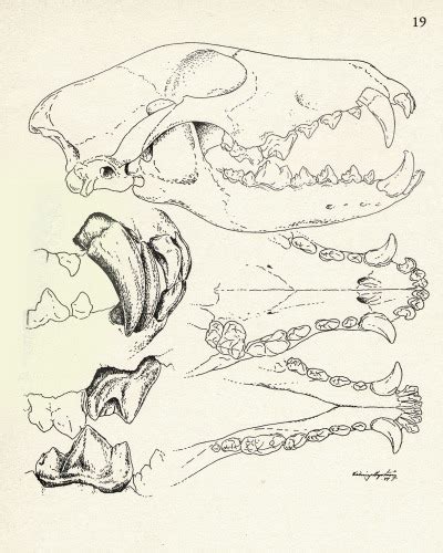 Wolf skull, Suomen Suurpedot, illustrations by Vik... - Tumbex