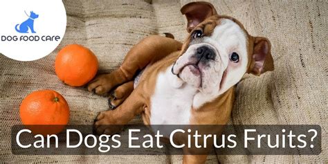 Can Dogs Eat Citrus Fruits Yay Or Nay Dog Food Care