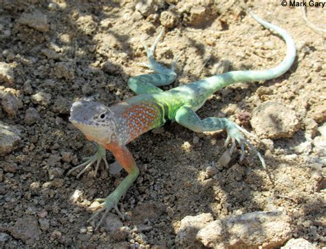 Chihuahuan Greater Earless Lizard Cophosaurus Texanus Scitulus