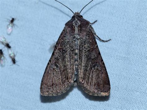 Variegated Cutworm Moth In September 2020 By Privatenoaccess INaturalist