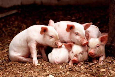 Little Piglets Stock Photos Image 18685583