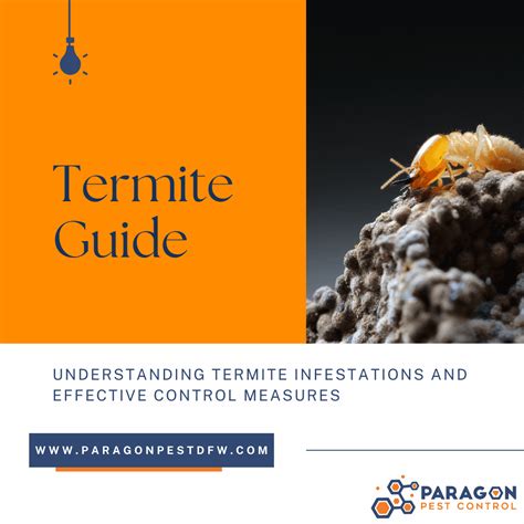 Tackling Termites Understanding Termite Infestations And Effective