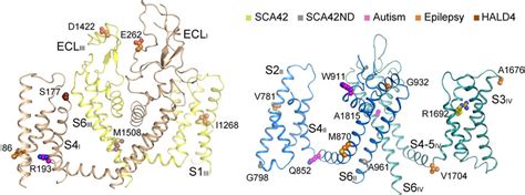 Structural Mapping Of Disease Mutations Identified In Cav3 1 And