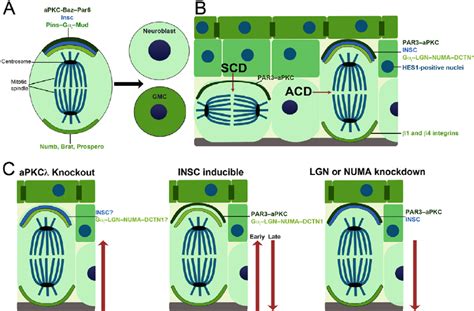 Mechanisms Of Asymmetric Cell Division Schematic Overview Of