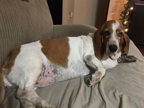 Lulu Waiting For Yet Another Belly Rub ️ Basset Dog Basset Hound