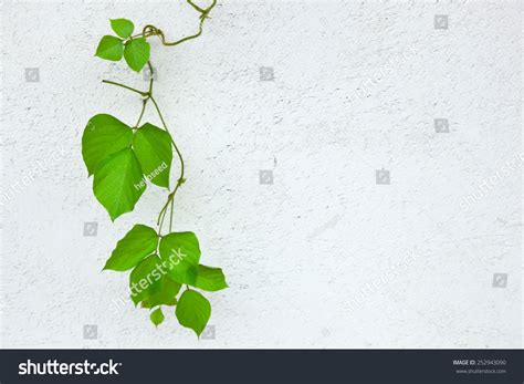 Kudzu Vine Stock Photo 252943090 | Shutterstock