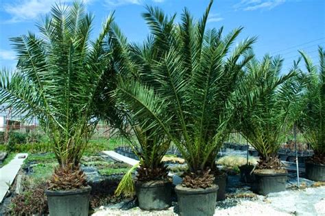 Kundev: Финикова палма (Phoenix canariensis)