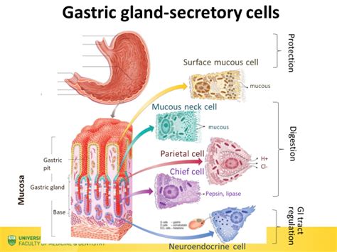 Lec 18 Gastric Gland Secretory Cells Diagram Diagram Quizlet