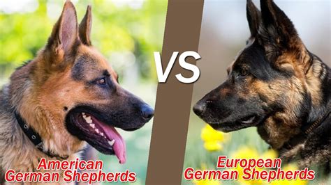 American Vs European German Shepherds L Dogtract Youtube