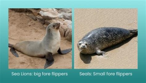 Sea Lion Vs Seal What Is The Difference — Ocean Jewelry