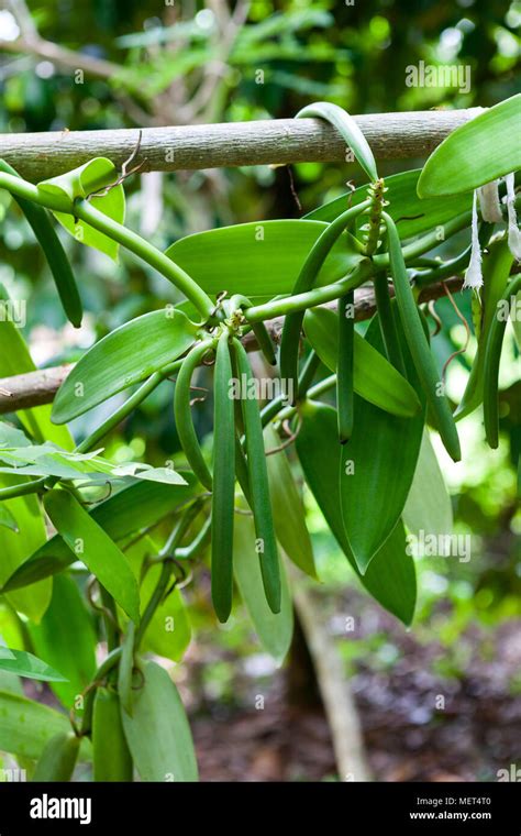 Vanilla Plant Hi Res Stock Photography And Images Alamy