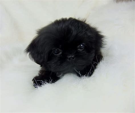 10 Cutest Black Shih Tzus Page 2 Of 5 Shih Tzu Buzz