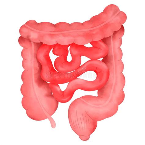 Anatomy Of Small And Large Intestine In Human Body Stock Vector