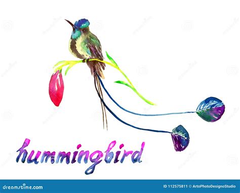 Hummingbird Flower Stock Illustrations 1916 Hummingbird Flower Stock