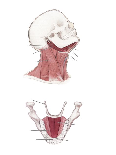 Diagram Of Suprahyoid Muscles Quizlet