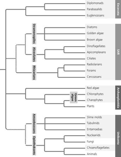 Exam 3 Mastering Biology Flashcards Quizlet