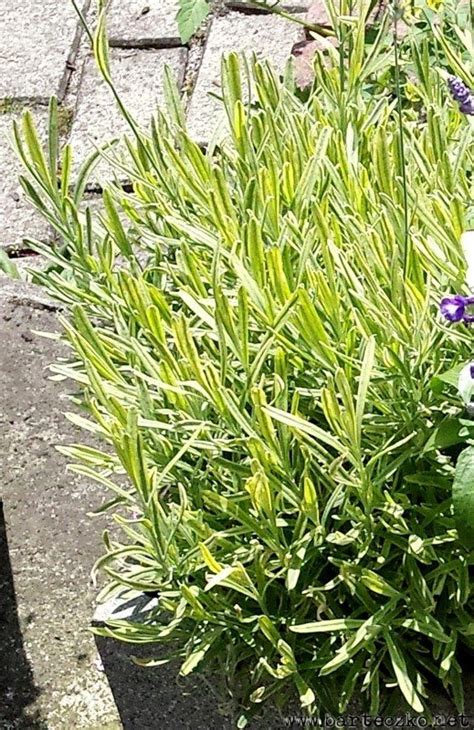 Lawenda W Skolistna Lavandula Angustifolia Platinum Blonde Jadwiga Barteczko