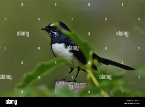 Queensland Willie Wagtail Rhipidura Leucophrys High Resolution Stock