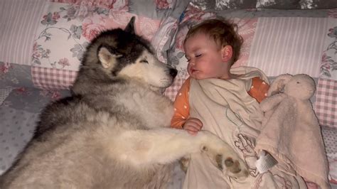 Adorable Husky PROTECTS My Baby While Shes Sleeping YouTube