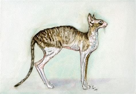 A Little Cornish Rex Cat Art Print Cornish Rex Cat Cat Art Print