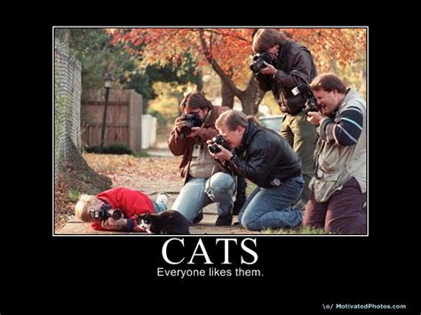moar-pictures image - Cat lovers - IndieDB
