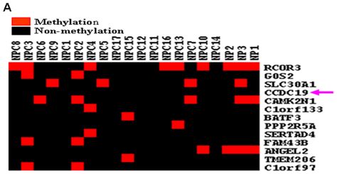 Methylation Of Nesg1 Promoter Not Observed In Npc Samples A Using A