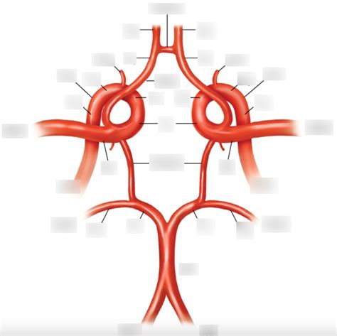 Circle Of Willis Diagram Diagram Quizlet