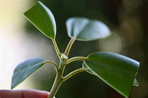 How To Propagate Rhododendron From Cuttings Farmhouse And Blooms