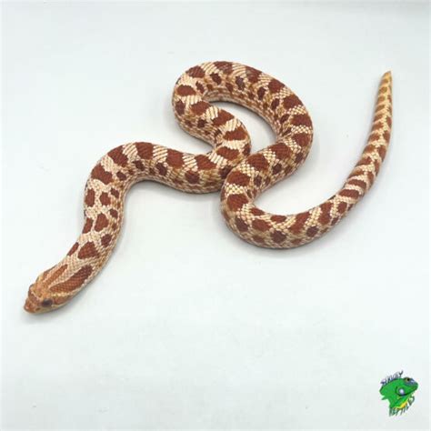 Anaconda Het Albino Western Hognose Adult Male Strictly Reptiles Inc