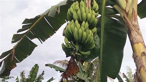 PISANG RAJA BULU YouTube