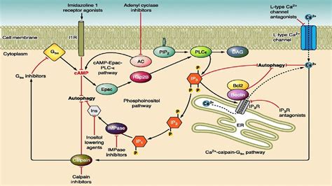 Second Messengers The CAMP And Ca Pathways YouTube