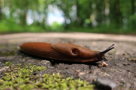 Galerie: Galerie - snímek č. 2 slimák, plzák (arion) | Digimanie