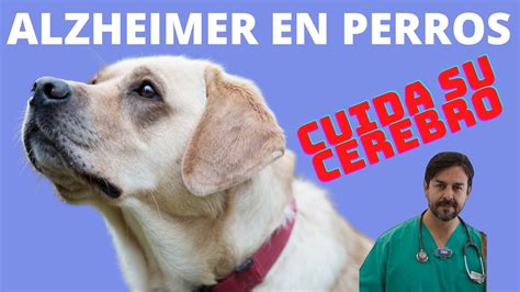 Demencia Senil Alzheimer En Perros Sindrome De Disfunci N Cognitiva