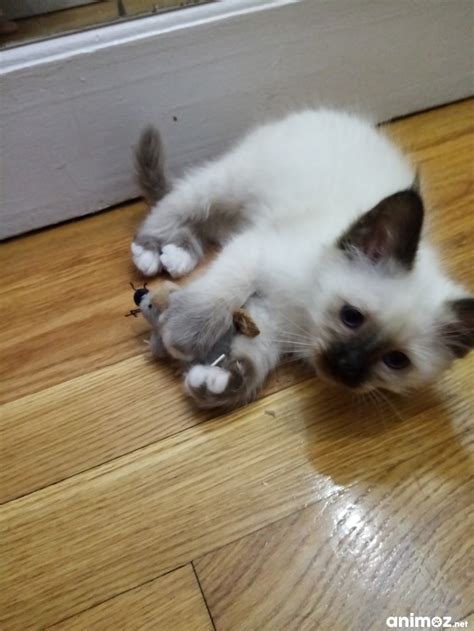 Vends Chatons SACRE DE BIRMANIE LOOF Paris 75 Sur Animoz Net