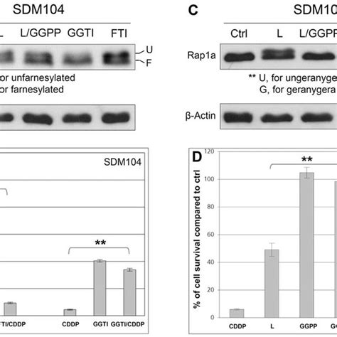 Lovastatin Inhibits The Activation Of Cddp Induced Dna Damage Responses