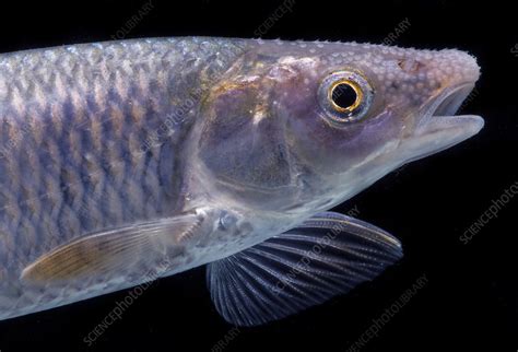 Whitetail Shiner Cyprinella Galactura Stock Image C0501729