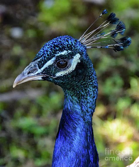 Blue Peacock Portrait Photograph By Cindy Treger Fine Art America