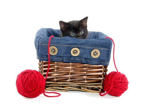 300 Single Black Kitten Basket Stock Photos - Free & Royalty-Free Stock ...