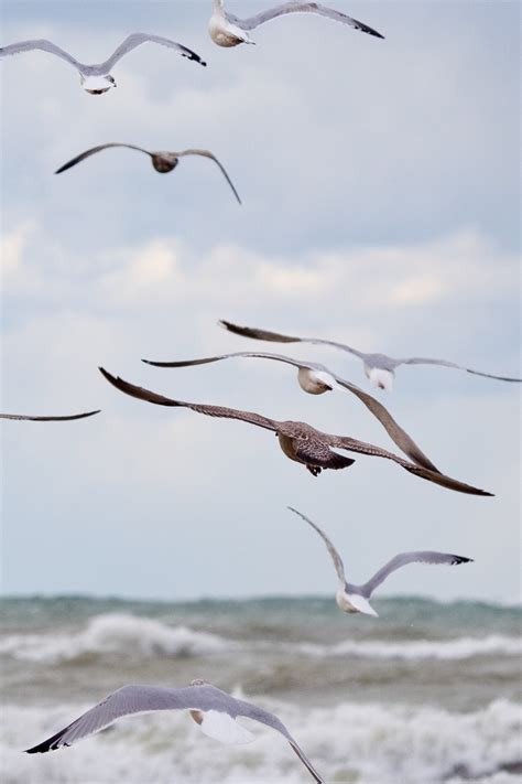 gull flying
