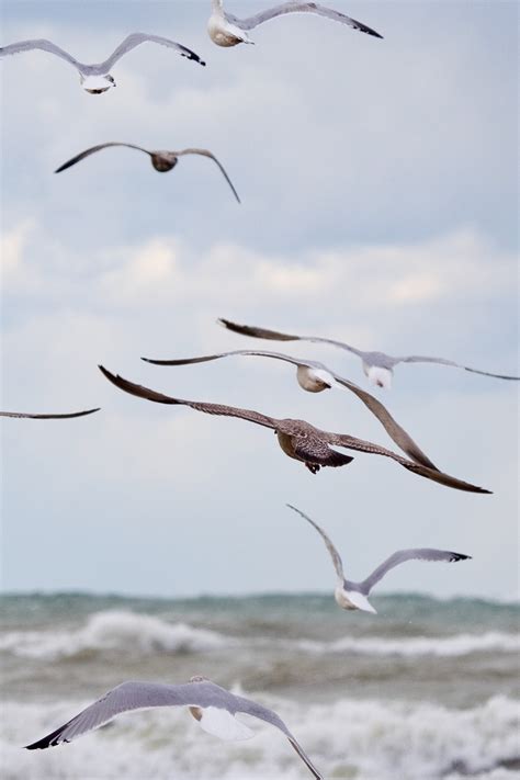 Gull Flying