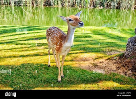 Curious Doe Deer Stock Photo Alamy