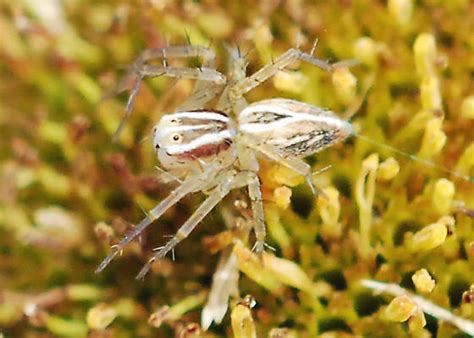 Striped Lynx Spider Oxyopes Salticus Bugguide Net