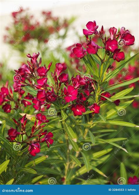 Oleander Bush With Variegated Yellow Green Leaves Beautiful Poisonous