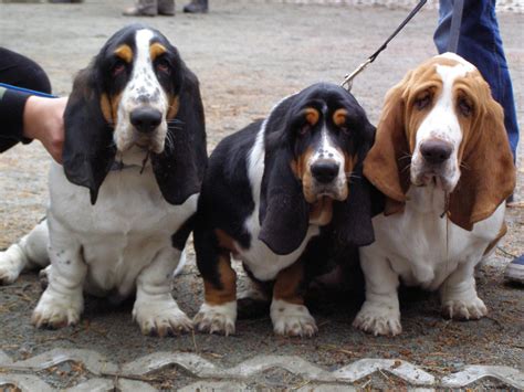 Perro Basset Hound Características Carácter Y Cuidados