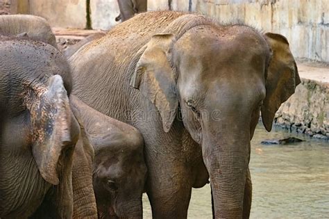 Herd of Elephants at Pinnawala, Elephant Orphanage, Sri Lanka Stock ...