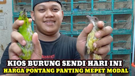 Harga Mepet Modal Cek Stok Dan Harga Burung Hari Ini Di Pasar Burung